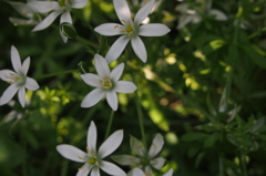 オオアマナ群生５