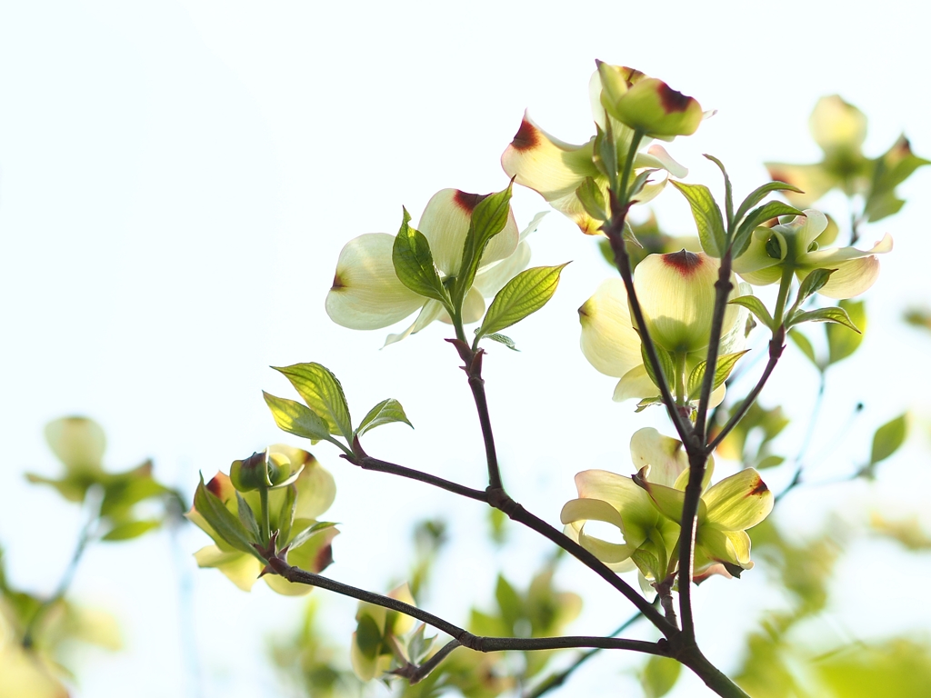 ハナミズキで朝食を