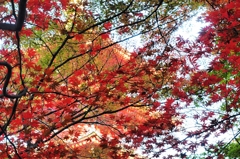 晩秋の高幡不動尊②