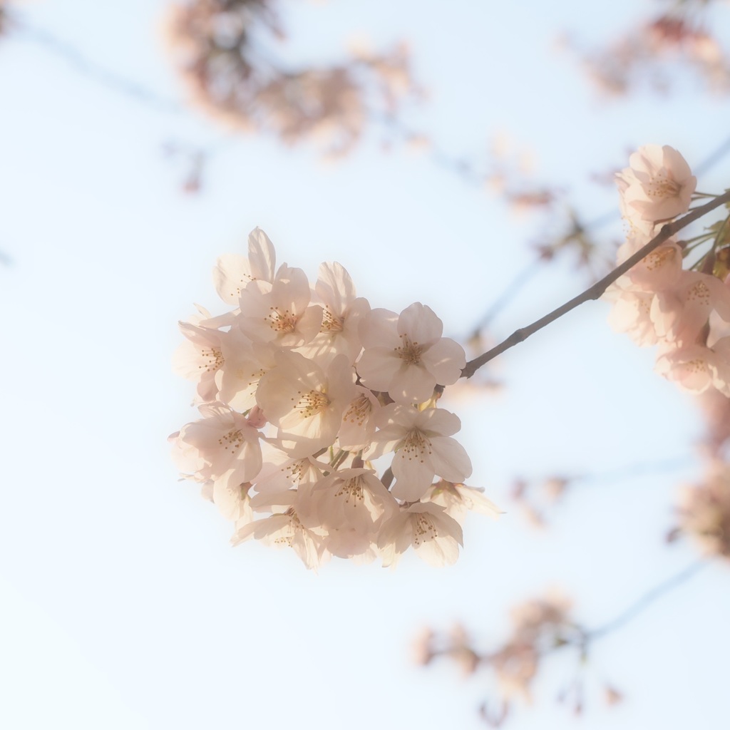 最終兵器：彼女