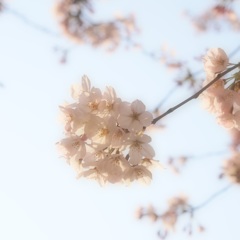 最終兵器：彼女