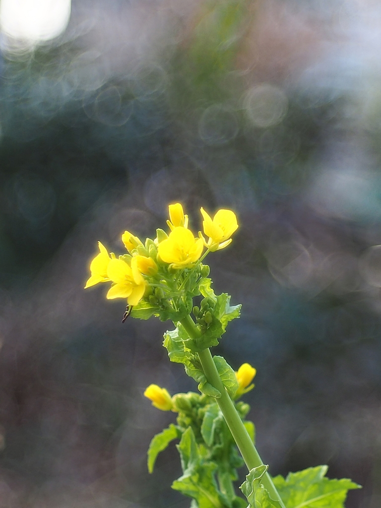 花束を君に贈ろう ２