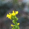花束を君に贈ろう ２