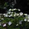 PARSLEY, SAGE, ROSEMARY AND THYME ♪