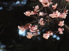 寒桜 エクスタシー