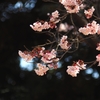 寒桜 エクスタシー