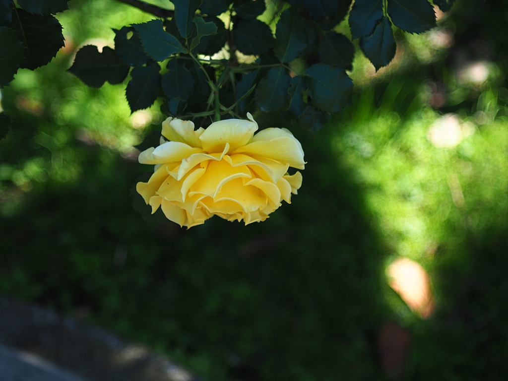 君は一番うつくしい