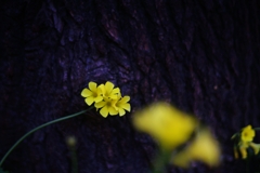 自粛時の花撮り