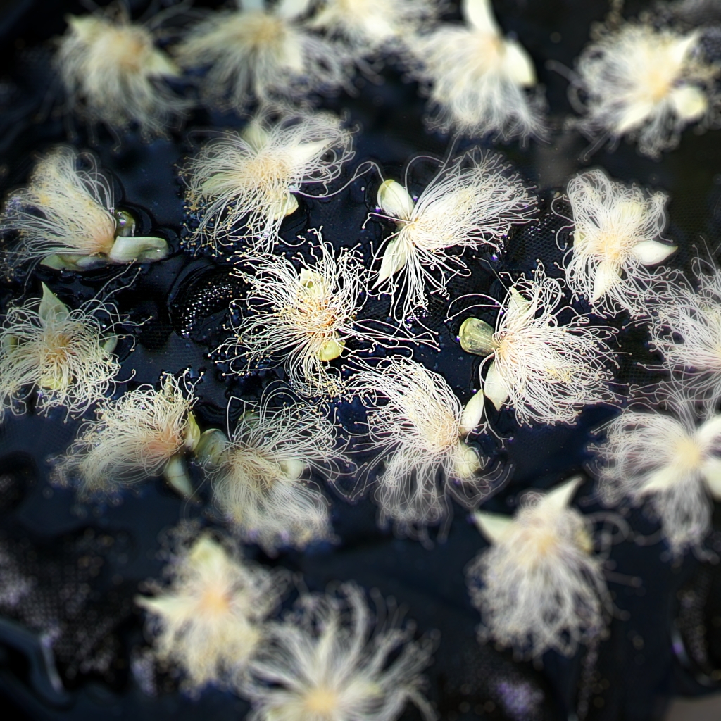 神代植物公園のサガリバナの花手水 