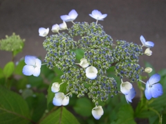 5月14日の紫陽花
