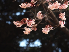 寒桜 エクスタシー２