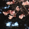 寒桜 エクスタシー２