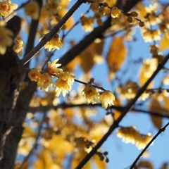 新年（はる）は好（よ）き事も来たるべし