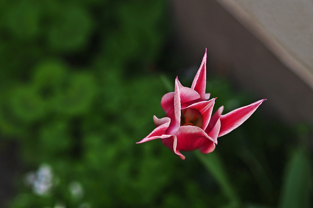 チューリップ・ヘルダイバー（急降下爆撃機）