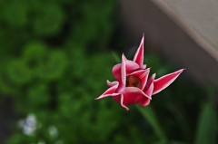 チューリップ・ヘルダイバー（急降下爆撃機）