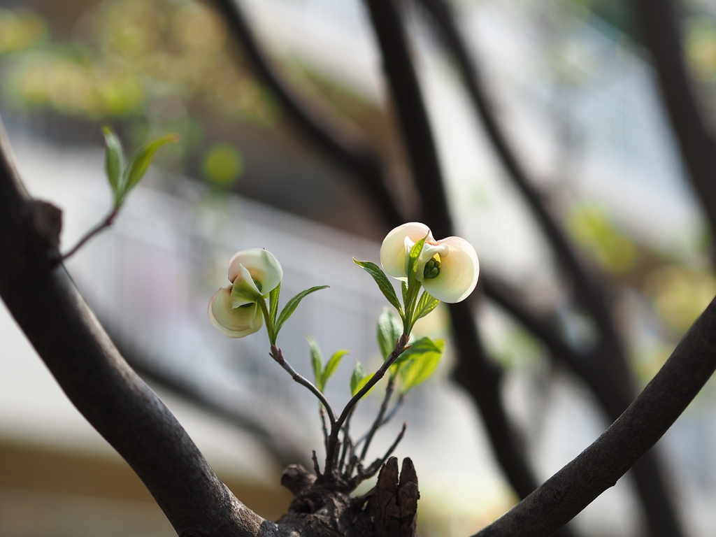 いま咲かむとすなり花水木