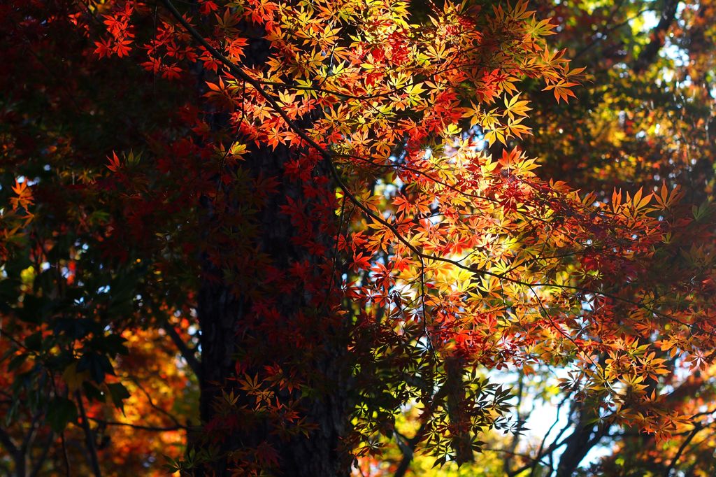 高幡城跡　光と影