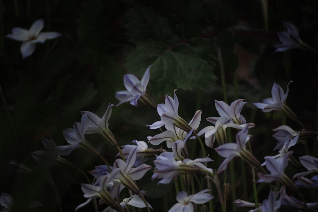 エヴァ 22才 春なのに冬