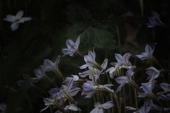 エヴァ 22才 春なのに冬