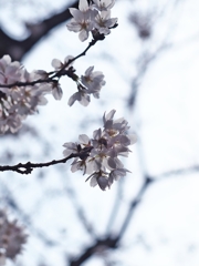 桜レントゲン