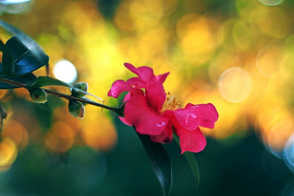 冬が来る前に もう一度あの人と