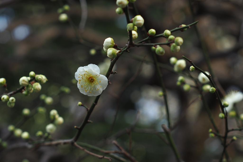 うぐいす豆