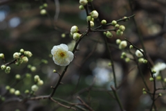 うぐいす豆