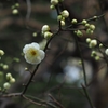 うぐいす豆