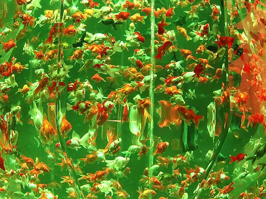 ファインディング・ウォーリー