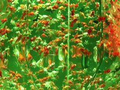 ファインディング・ウォーリー