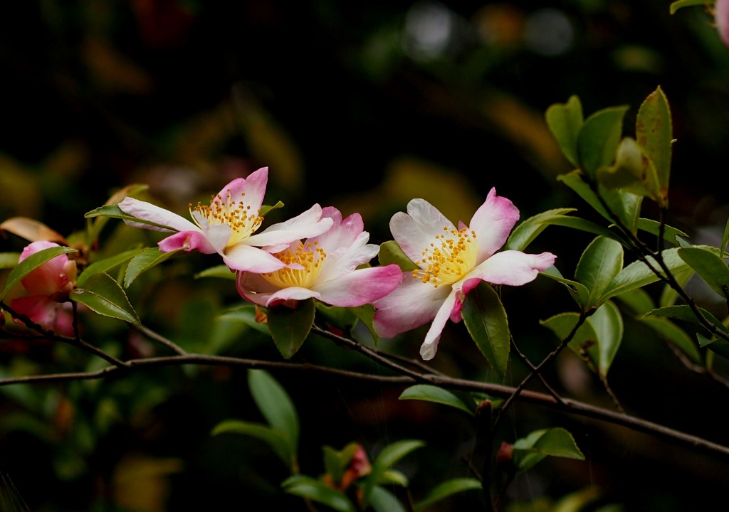 おしゃべり三姉妹