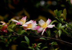 おしゃべり三姉妹