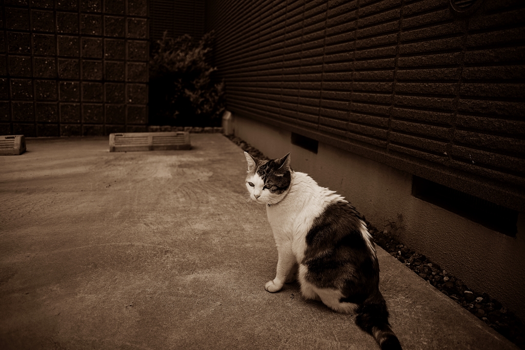 谷中はニャンコの街②