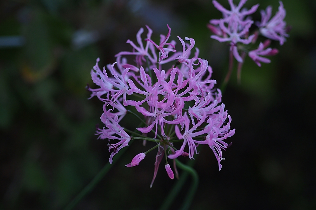 リリー待ってるよ2015ラスト