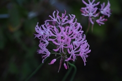 リリー待ってるよ2015ラスト