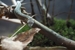 閲覧注意：カナヘビ「愛蛇ふたたび」