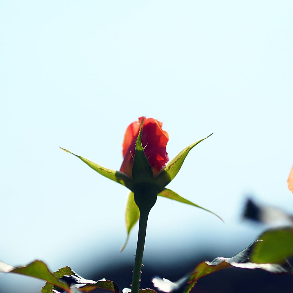 地球は偉大な修行の場である　２