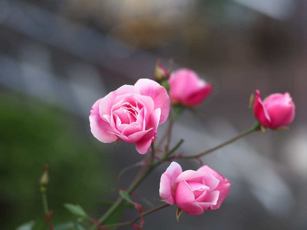 AUTO ROKKOR・PF f1.8 55mm