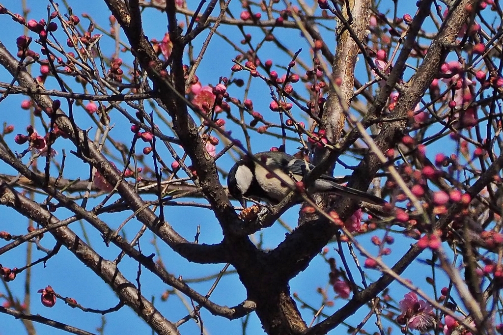 頑張れキットレンズ⑥