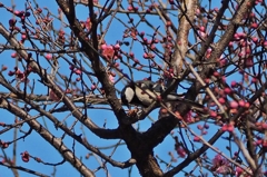 頑張れキットレンズ⑥