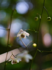 野草園はSONYだらけ