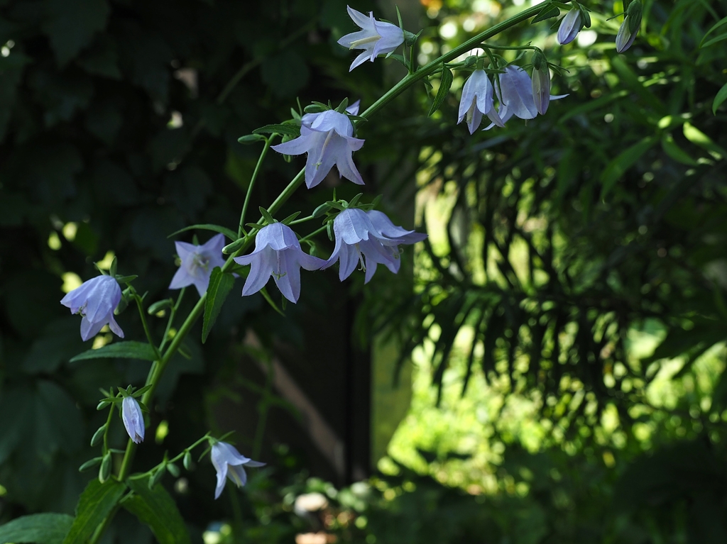 花の名前を教えてください