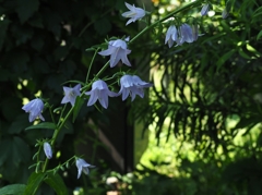 花の名前を教えてください