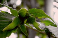 デイヴィージョーンズ