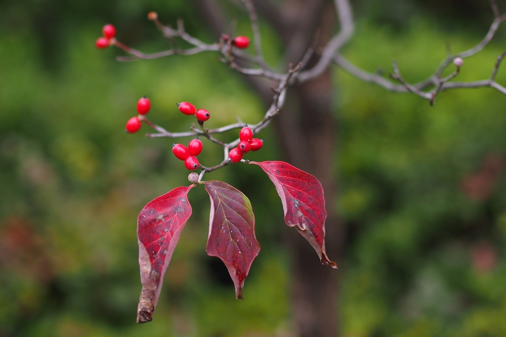 クリスマスなんて関係ない