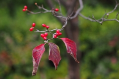 クリスマスなんて関係ない