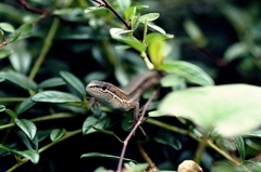 愛蛇　閲覧注意