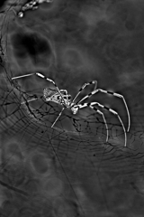 ㊟蜘蛛 釜爺（かまじい）