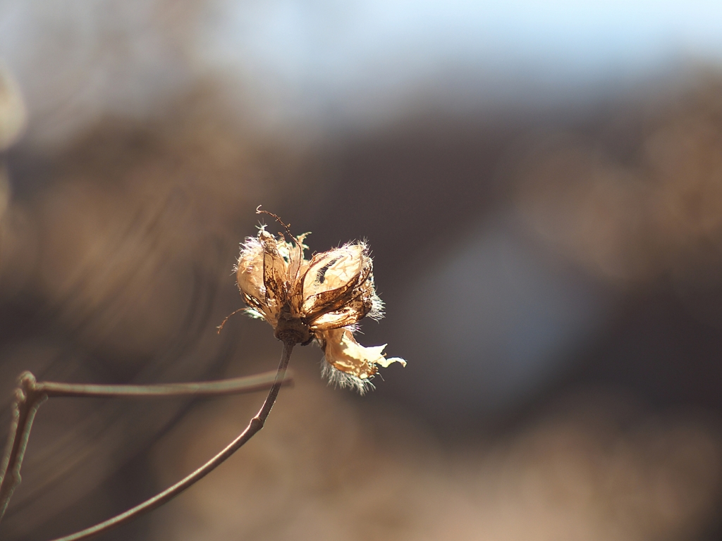 祝福されし者２