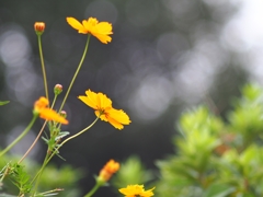 Super Takumar 135mm f3.5